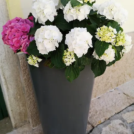 Apartment Michaela 4-sterne&parking *